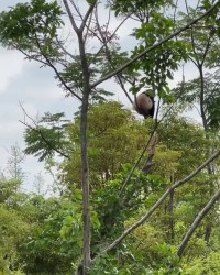 yl23455永利官网登录-手拿公仔嘴角带笑！爱德华兹游玩熊猫基地 对熊猫大喊：你好！